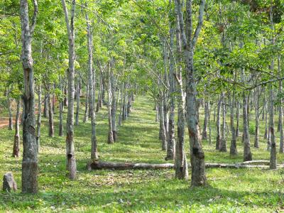 Plantage Hevea brasiliensis