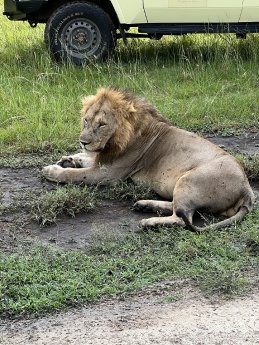 Lo╠êwe (c) Claire Zaiser, Karawane.jpeg