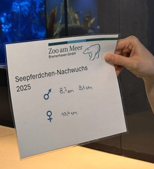 Maße Seepferdchen Inventur 2025@ZooAmMeer.jpg