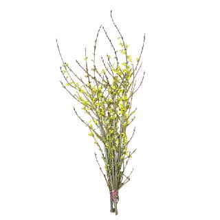 Forsythien 3.png
