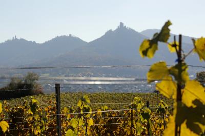 Weinberge / (c) Hubach Melanie