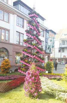 18 10 20_ED-Beet auf Chrysanthema 2018_(c)Stadt Lahr _Sottru (3).jpg