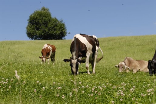 Alemannische Woche_Kühe auf der Weide.jpg