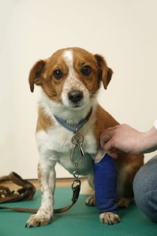 csm_IVH_Hund_mit_Verband_85c425d98c.jpg