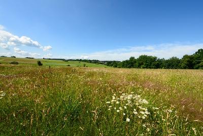 Ein Teil der artenreichen Wiesen und der Feuchtgebiete auf dem Grießing, die völlig zerstört würden. Blick von der L 307 nach Nordhofen / Foto: Harry Neumann/NI