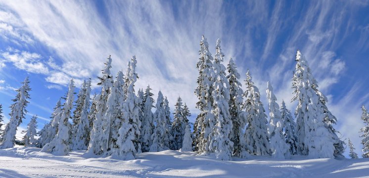 Bäume mit viel Schnee FG Otti Weißbacher Rechte TVB Wildschönau (5).JPG