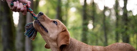 ROBUST_1_1920x1920_520x500_dbaee9fe-e187-4341-b3ed-06e313deb362.webp