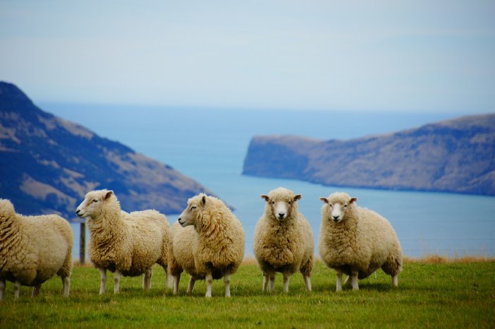 Schafe vor Küste.jpg