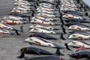 Färinger im Blutrausch: 1.400 Delfine bei einem Grindadráp getötet