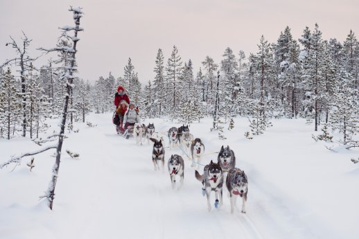 anna_öhlund-dog_sledding_adventure-6467.jpg
