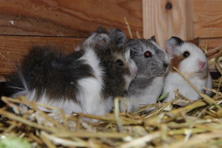 Meerschweinchen im neuen Haus / Wildpark MV