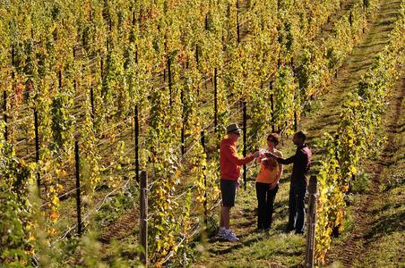 WeinbergHerbst.jpg