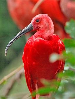 Roter Ibis.jpg