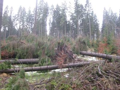 Sturmschäden im Niedersächsischen Forstamt Dassel. Die Landesforsten appellieren an alle Waldbesucher, die gesperrten Wege nicht zu betreten (Quelle: Ristau / Landesforsten)