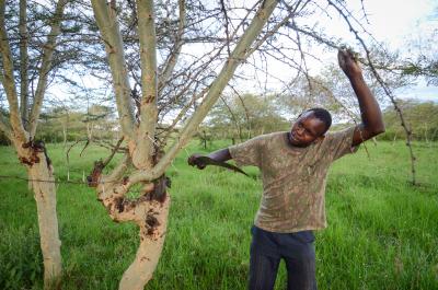 Meilenstein: World Vision und Ecosia kooperieren