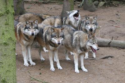 Valentinstag im Wildpark-MV (Foto: Wildpark-MV)