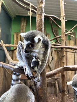 Jungtier Katta_(c) Neunkircher Zoo.jpg