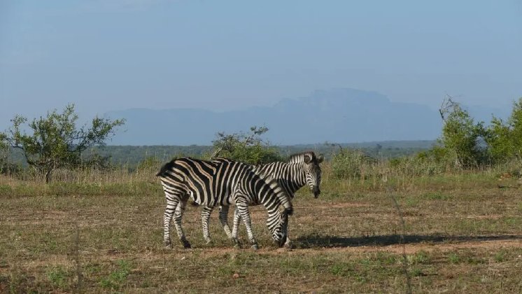 Zebras im Balule Game Reserve.webp