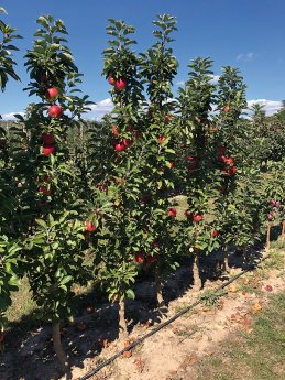 artevos_apfel_ajanta®  ‘A8-2-08‘-s-_saeulenobst_1.jpg