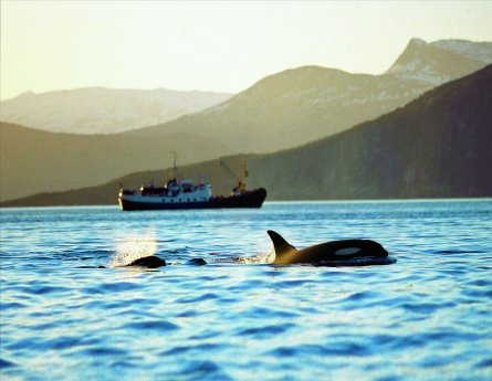Themenreise Wale und Fjorde.jpg
