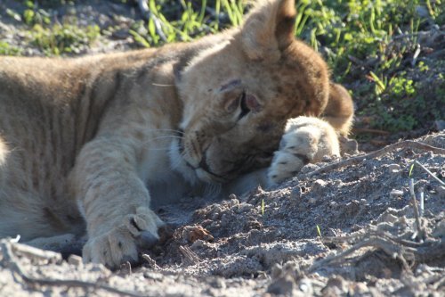 loewin-ena-drakenstein-lion-park-2010-2[1].jpg