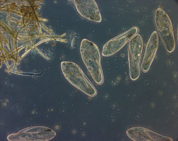 DGP, Foto paramecium.JPG