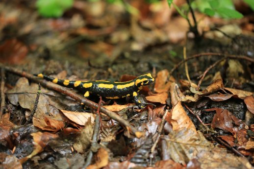 Feuersalamander.jpg