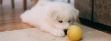 Hund schaut auf Ball