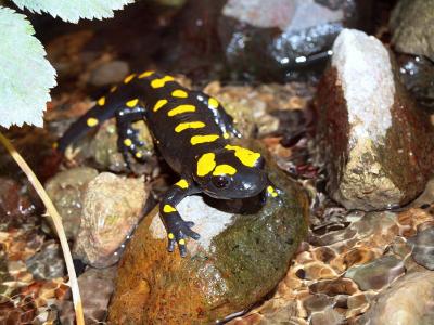 Feuersalamander 2 (c) Timm Reinhardt