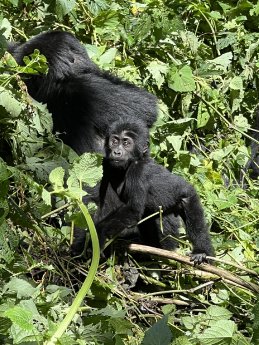 Baby Gorilla (3) (c) Karawane_Zaiser.jpeg