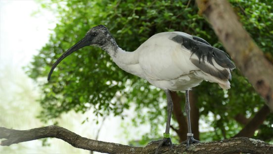 2025 Hellaugenibis ©Zoo Frankfurt (2).JPG