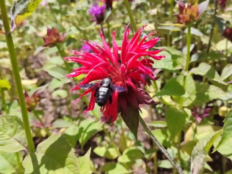 Monarda_mit_Holzbiene__2_.jpg