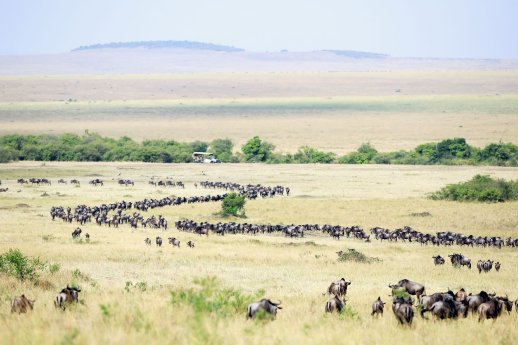 Safari Kenia_FTI Touristik_(C) Getty Images.jpg
