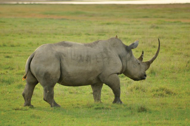 Intrepid Travel-kenya_rhino_Credit Angela Strangis.jpg
