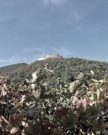 image8-1.png