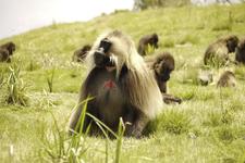 bfs / Karawane Reisen