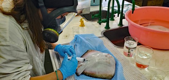 Laboruntersuchung eines Fidschi-Maskenrochen.jpg