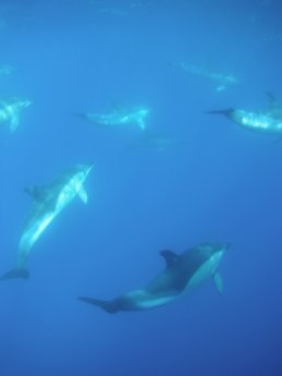 Delfinschwimmen 2, LaMar Reiseportal.jpg