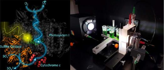 Biotechnologische Forschung: Prinzip und Laboraufbau zur effektiven Nutzung von Sonnenenergie / © TH Wildau / AG Biosystemtechnik