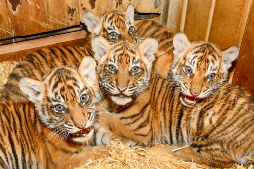 Tiger-Vierlinge in der Wurfhöhle_Tierpark Berlin_2018.jpg