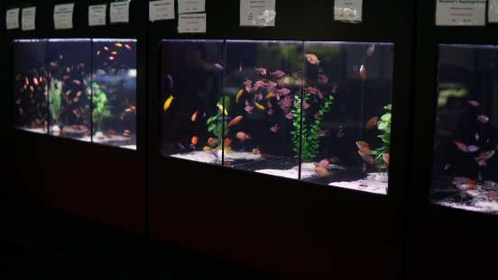 Koi und Aquaristik 1.jpg