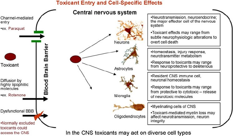 Abb.1 Toxicant Entry and Cell-Specific Effects.png