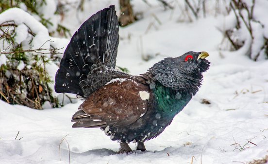 Auerhahn im Schnee © Erich Marek (2).jpg