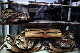 Häute von Chinesischen Tigern (Panthera tigris corbetti).jpg