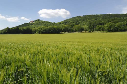 Gerstoni Gerstenfeld unter der Burg Schaumburg_Print.jpg