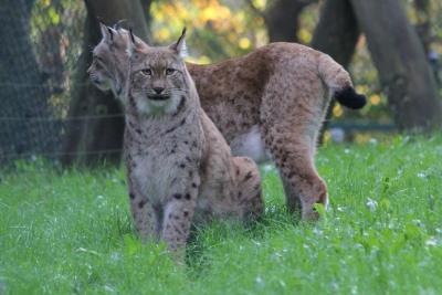 Wildpark MV Luchs