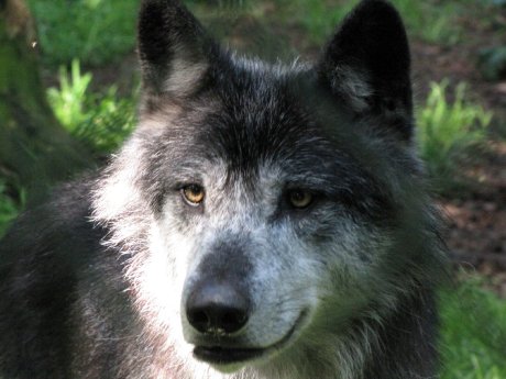 Wolf im WildtierPark Edersee.JPG