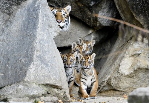 Sumatra-Tiger Vierlinge entdecken die Anlage_Tierpark Berlin.jpg
