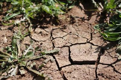 Die Trockenheit der vergangenen drei Jahre stellt die Landwirte in der Region vor Herausforderungen. Dr. Jens Mischak fordert die Nutzungsfreigabe von ÖVF-Brachen. Foto: dekel auf Pixabay