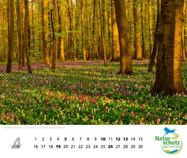 Naturschätze 2020 - Monat April - Foto: Naturschutzinitiative e.V. (NI)